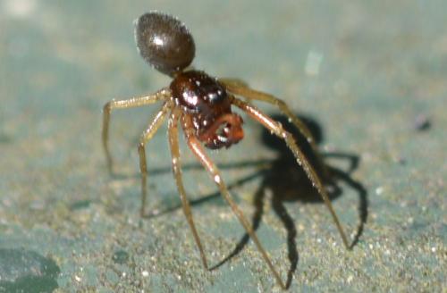 Erigoninae